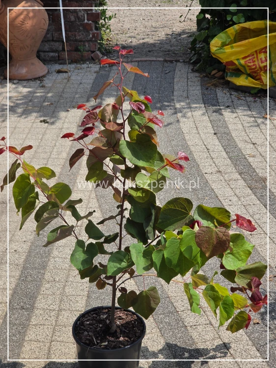 Judaszowiec kanadyjski Hearts A'Fire- Cercis canadensis