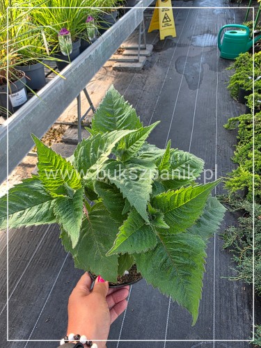 Pysznogłówka 'Fireball' Monarda