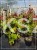 Judaszowiec kanadyjski Hearts A'Fire- Cercis canadensis