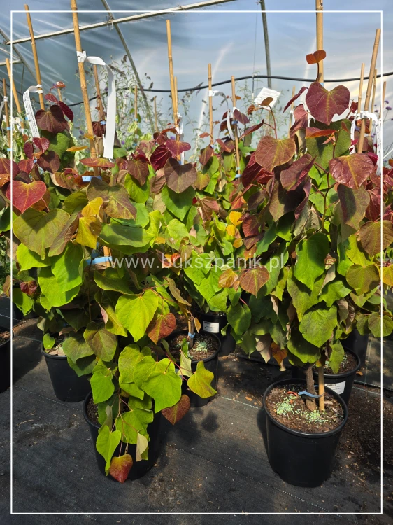 Judaszowiec kanadyjski Hearts A'Fire- Cercis canadensis