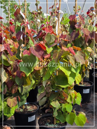 Judaszowiec kanadyjski Hearts A'Fire- Cercis canadensis