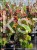 Judaszowiec kanadyjski Hearts A'Fire- Cercis canadensis