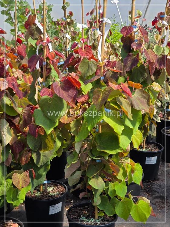 Judaszowiec kanadyjski Hearts A'Fire- Cercis canadensis