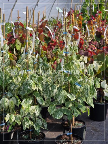 Judaszowiec kanadyjski Alley Cat - cercis canadensis C7l
