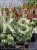 Judaszowiec kanadyjski Alley Cat - cercis canadensis C7l