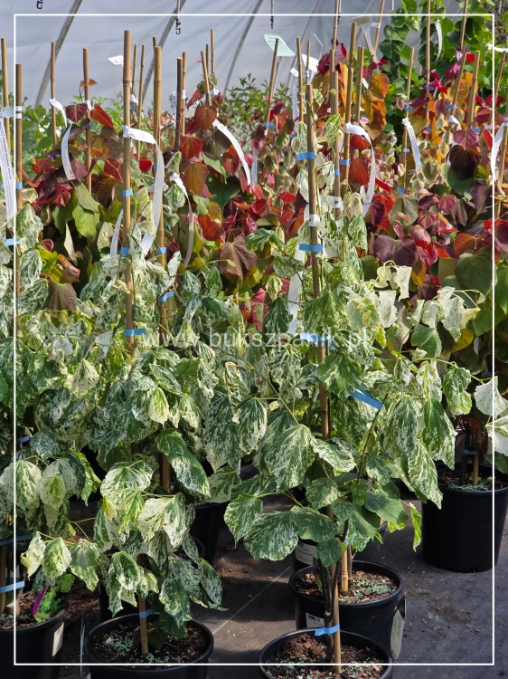 Judaszowiec kanadyjski Alley Cat - cercis canadensis C7l