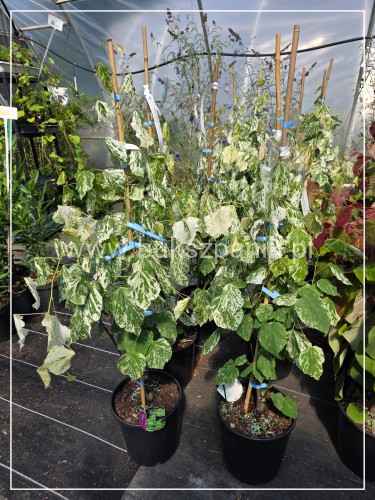 Judaszowiec kanadyjski Alley Cat - cercis canadensis C7l