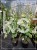 Judaszowiec kanadyjski Alley Cat - cercis canadensis C7l