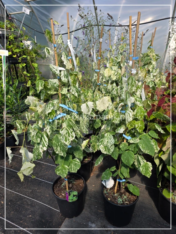 Judaszowiec kanadyjski Alley Cat - cercis canadensis C7l