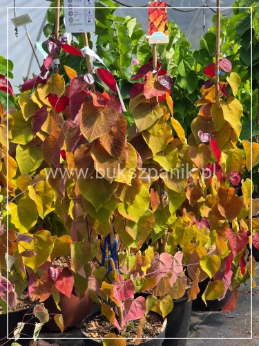 Judaszowiec kanadyjski Eternal Flame - Cercis canadensis C5, h:100-130cm