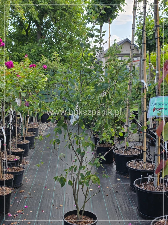 Świdośliwa Lamarcka- Amelanchier lamarckii wielopienna
