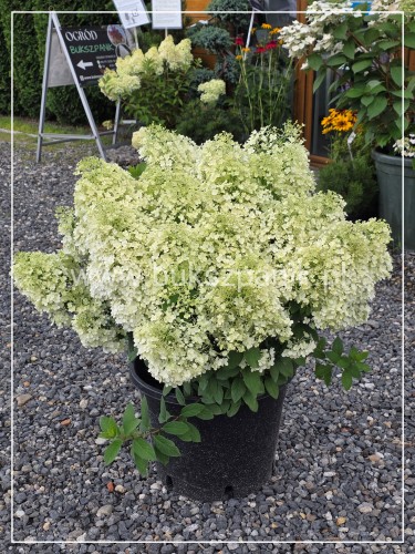 Hortendja bukietowa Bobo