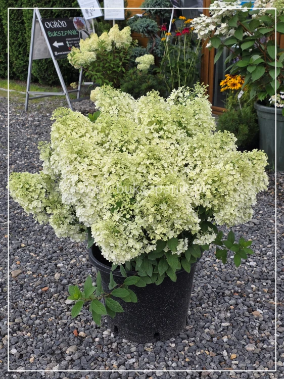Hortendja bukietowa Bobo