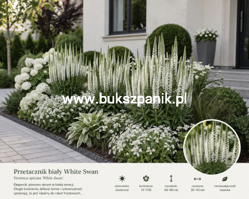 Przetacznik kłosowy Veronica spicata 'Snow Candles