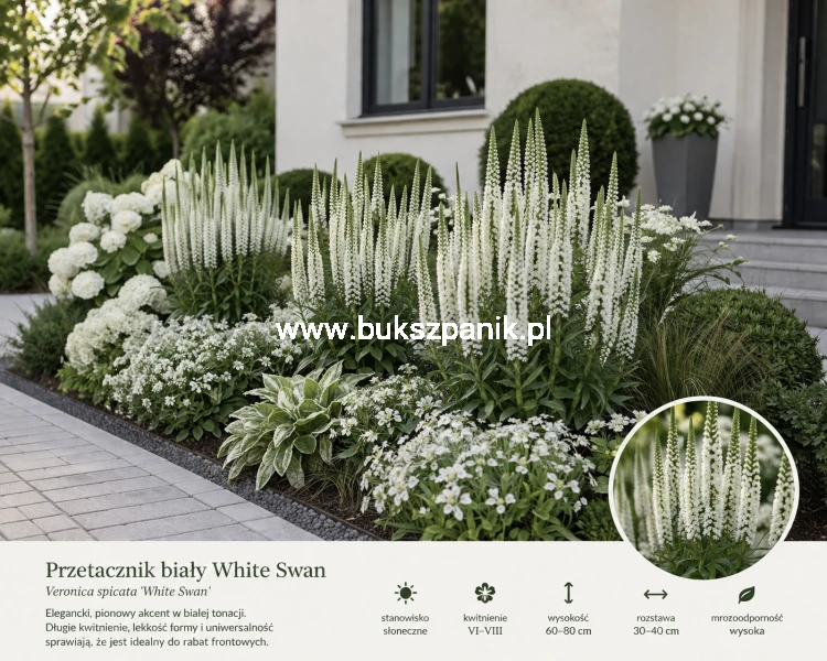 Przetacznik kłosowy Veronica spicata 'Snow Candles