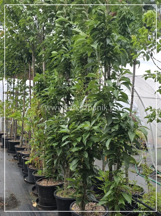 Wiśnia piłkowana AMANOGAWA- Prunus serrulata ob.8-10cm ok 3m wysokości