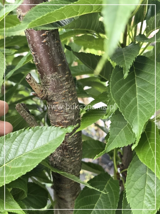 Wiśnia piłkowana AMANOGAWA- Prunus serrulata ob.8-10cm ok 3m wysokości