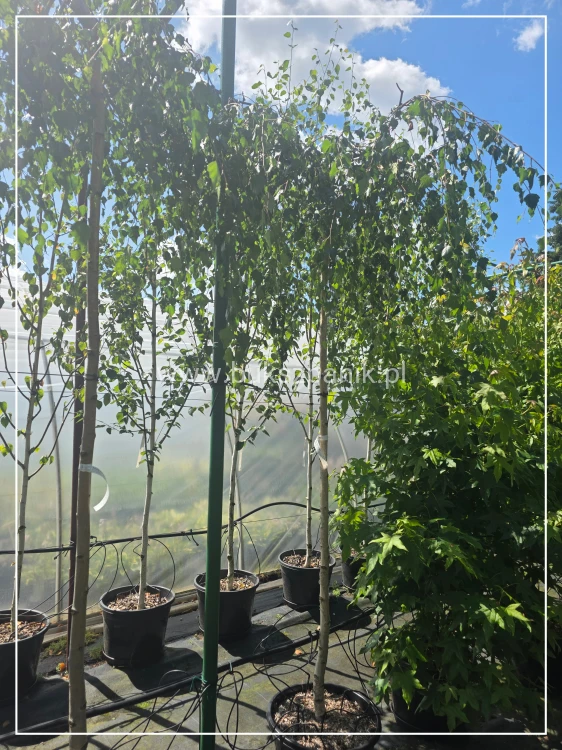 Brzoza brodawkowata "Youngii" Betula pendula PA 190cm ob 10-12cm