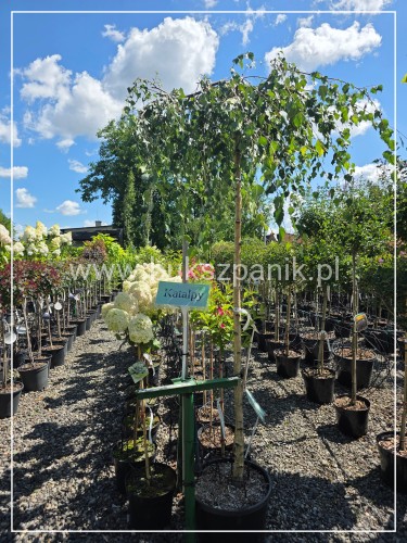 Brzoza brodawkowata "Youngii" Betula pendula PA 190cm ob 10-12cm