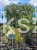 Brzoza brodawkowata "Youngii" Betula pendula PA 190cm ob 10-12cm