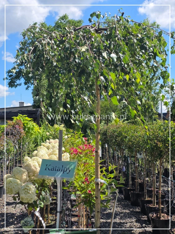 Brzoza brodawkowata "Youngii" Betula pendula PA 190cm ob 10-12cm
