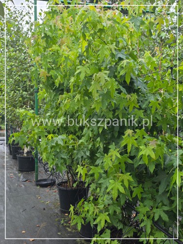Ambrowiec amerykański WIELOPIENNY - Liquidambar stryraciflua
