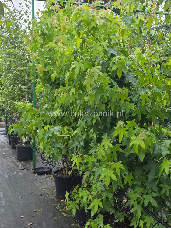 Ambrowiec amerykański WIELOPIENNY - Liquidambar stryraciflua