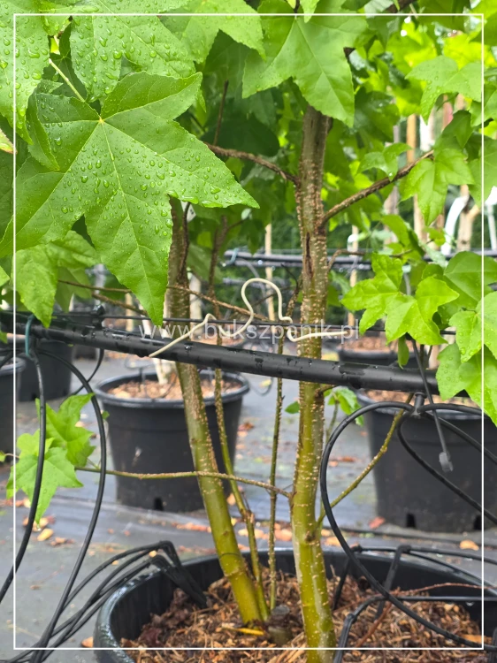 Ambrowiec amerykański WIELOPIENNY - Liquidambar stryraciflua h: 140cm