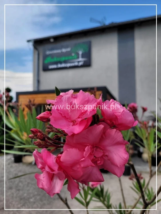 Oleander pospolity (Nerium oleander)- różowe