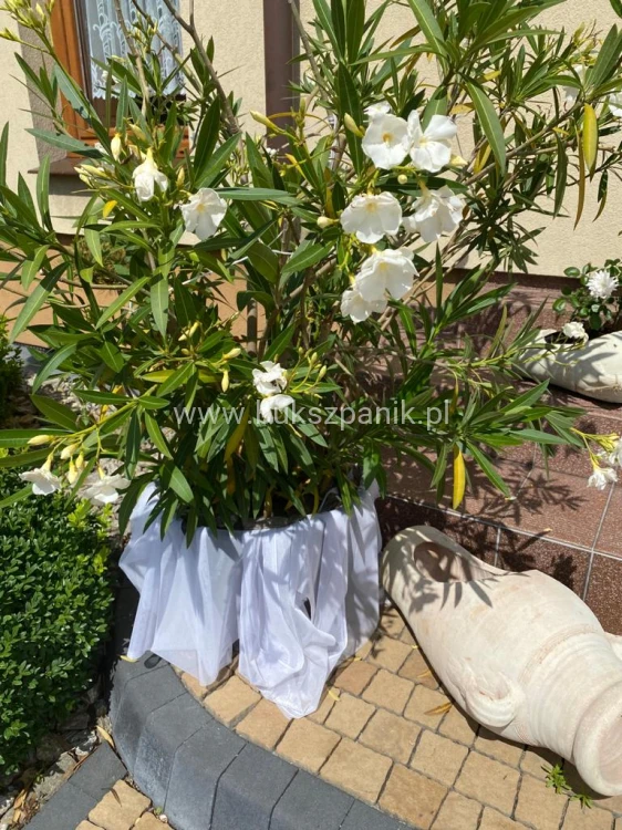 Oleander pospolity (Nerium oleander)- różowe