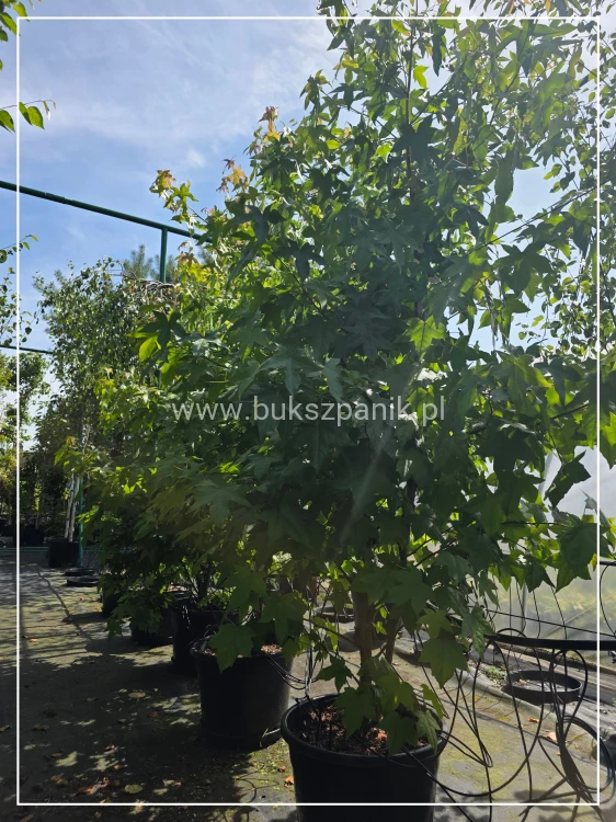Ambrowiec amerykański WIELOPIENNY - Liquidambar stryraciflua h: 140cm