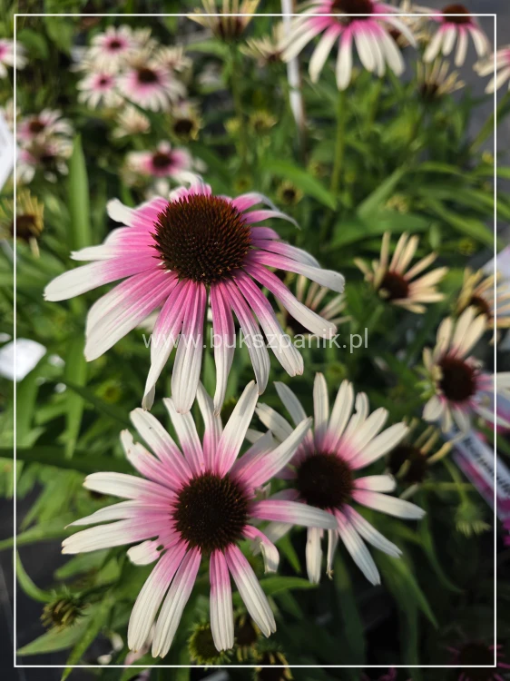 Jeżówka 'Pink Eye' (Echinacea)