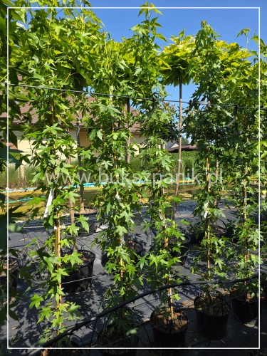 Ambrowiec amerykański Worplesdon - h: 200cm, Liquidambar styraciflua