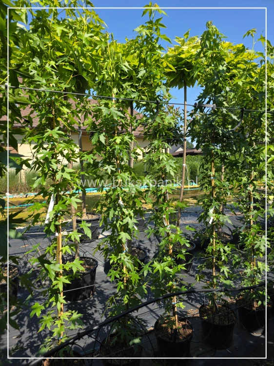 Ambrowiec amerykański Worplesdon - h: 200cm, Liquidambar styraciflua