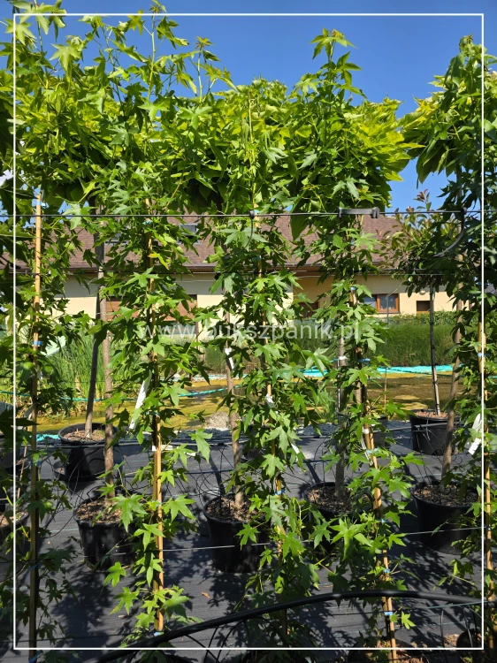 Ambrowiec amerykański Worplesdon - h: 200cm, Liquidambar styraciflua