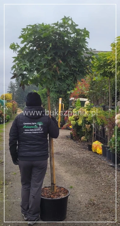 Ambrowiec amerykański Gum Ball- Liquidambar styraciflua- f. pienna