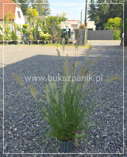 Rozplenica japońska 'Hameln' - Pennisetum alopecuroides