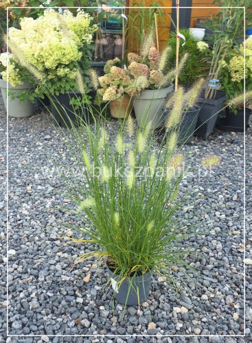 Rozplenica japońska 'Hameln' - Pennisetum alopecuroides