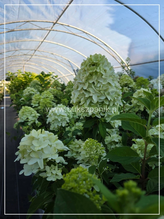 Hortensja bukietowa 'Magical Candle' Hydrangea paniculata c5l