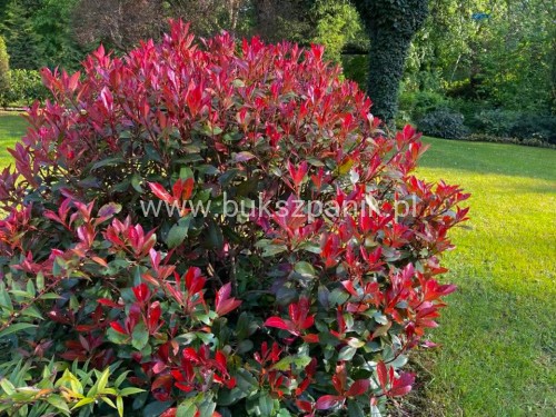 Głogownik Little Red Robin- Photinia × fraseri-