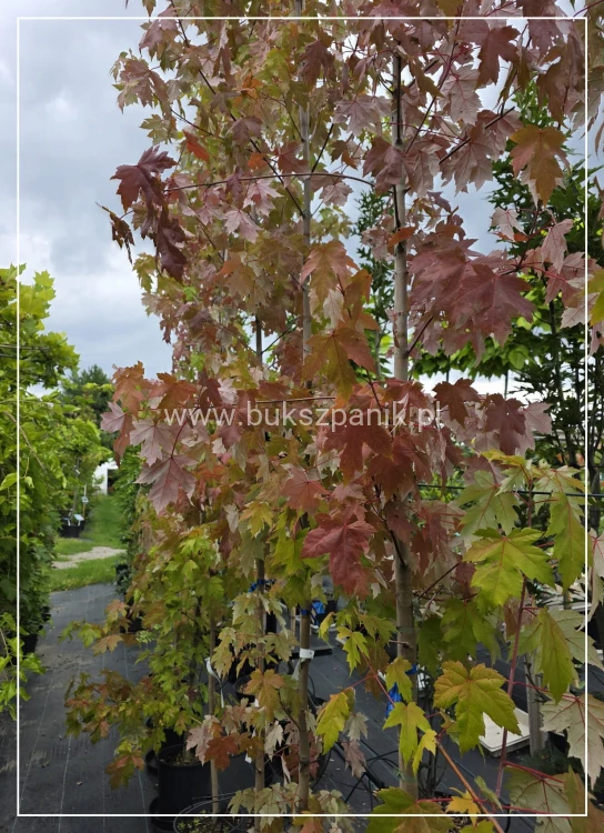 Klon Freemana Autumn Blaze- Acer Freemanii