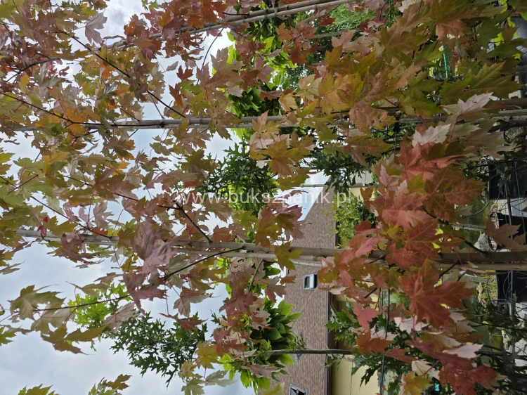 Klon Freemana Autumn Blaze- Acer Freemanii
