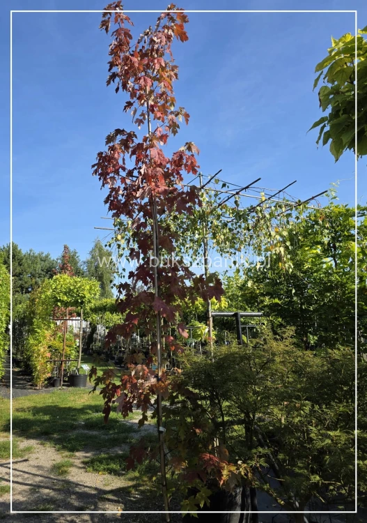 Klon Freemana Autumn Blaze- Acer Freemanii
