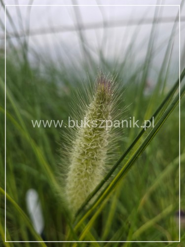 Rozplenica japońska NEON LIGHTS - Pennisetum alopecuroides