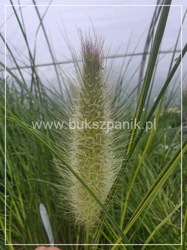 Rozplenica japońska NEON LIGHTS - Pennisetum alopecuroides