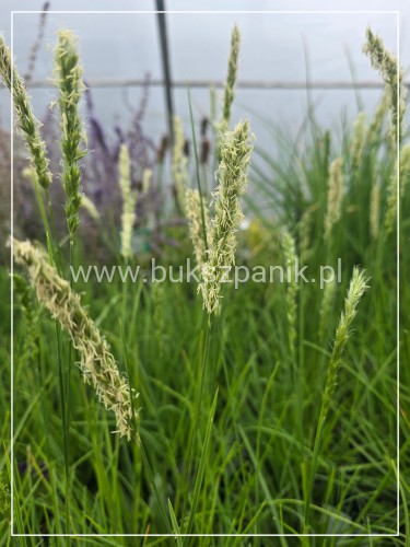 Sesleria jesienna- Sesleria autumnalis