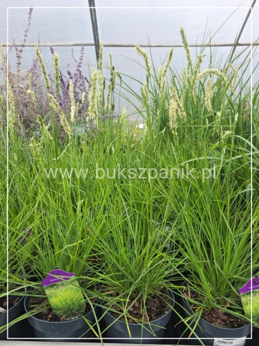 Sesleria jesienna- Sesleria autumnalis