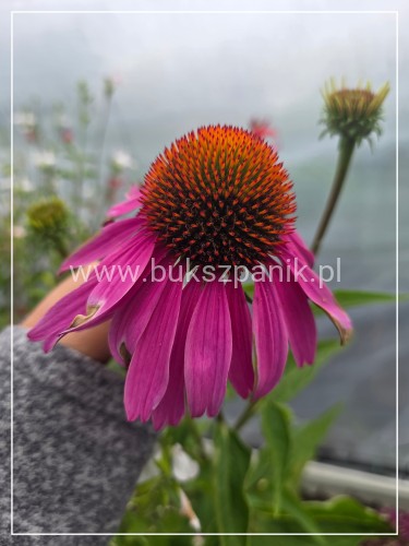 Jeżówka 'Magnus' (Echinacea purpurea
