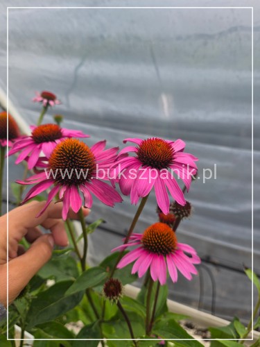 Jeżówka 'Magnus' (Echinacea purpurea