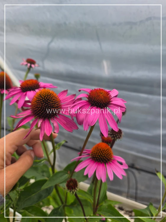 Jeżówka 'Magnus' (Echinacea purpurea